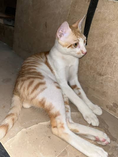Cute Orange & White Cat for Sale