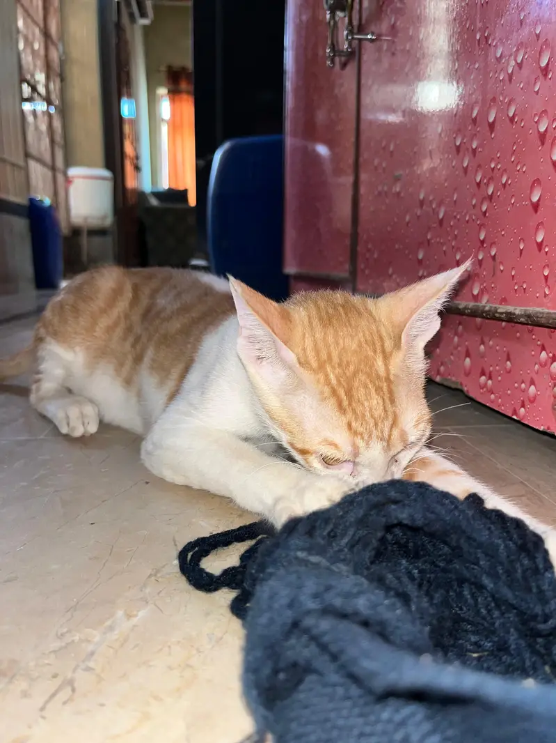 Cute Orange & White Cat for Sale — photo 2