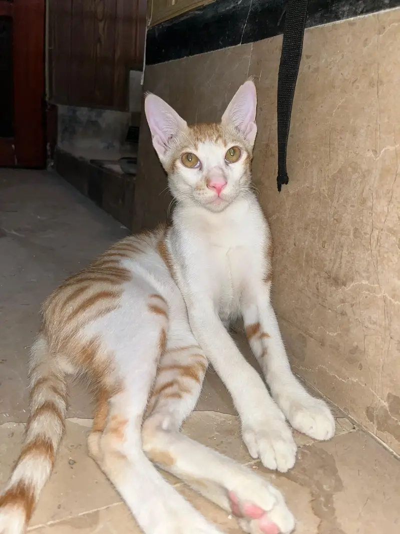 Cute Orange & White Cat for Sale — photo 3