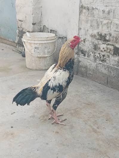 murgha for sale