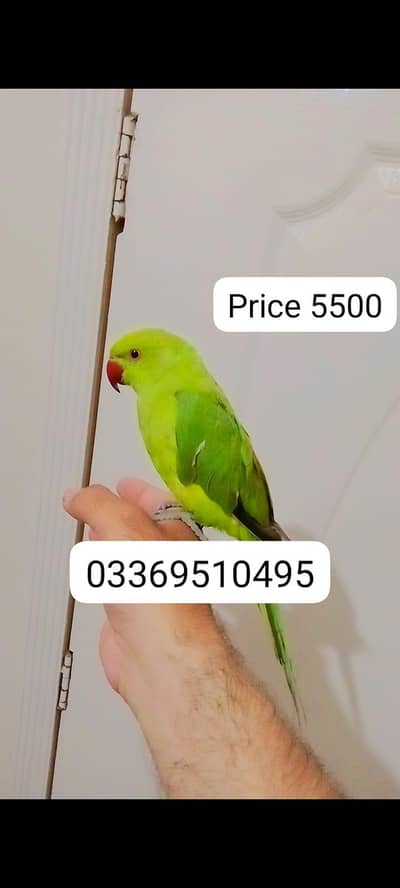 Green ringneck parrot Handtame