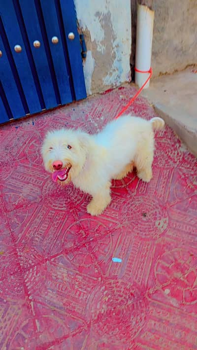 paricshin dog