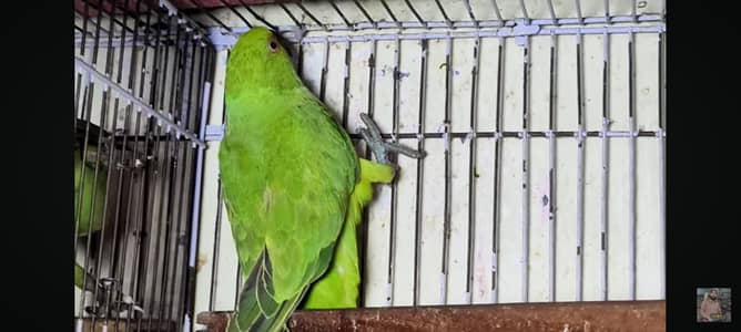 urgent sale tail nail all okay 0% nusk