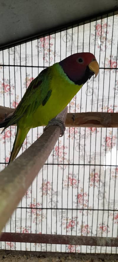plum head Male 03168260955