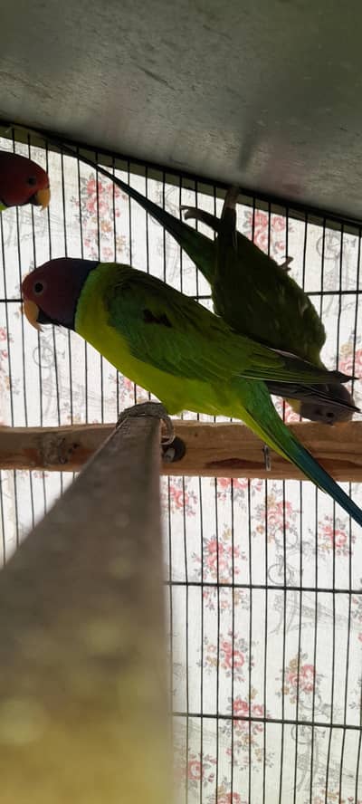 plum head Males 03168260955