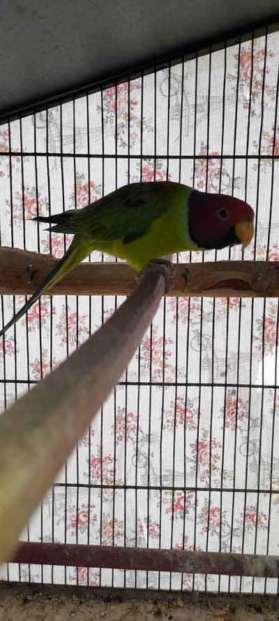 plum head Males 03168260955