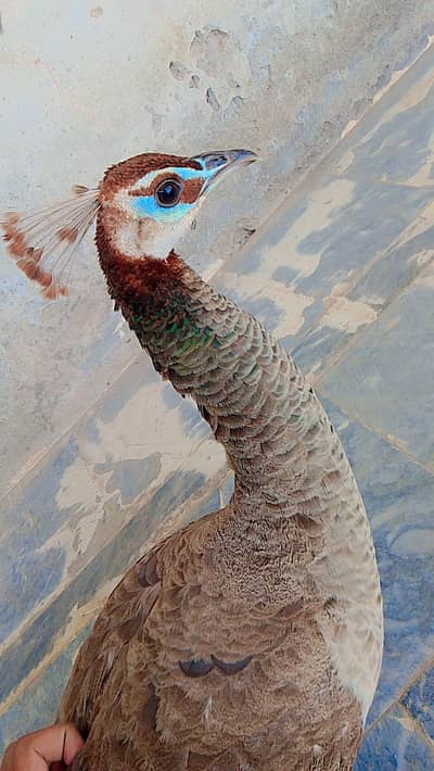 Female Peacock for sell