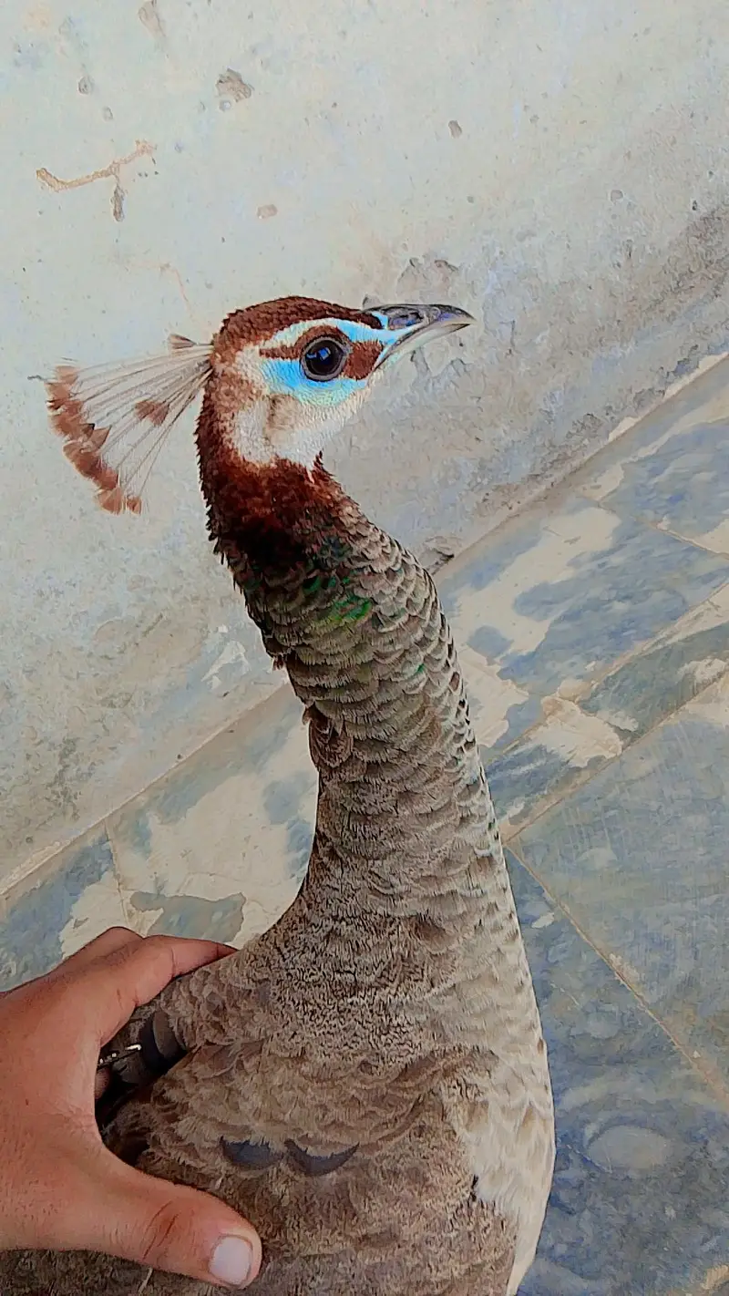 Female Peacock for sell — photo 2