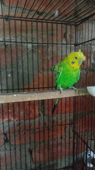 Hogoromo parrot For Sale