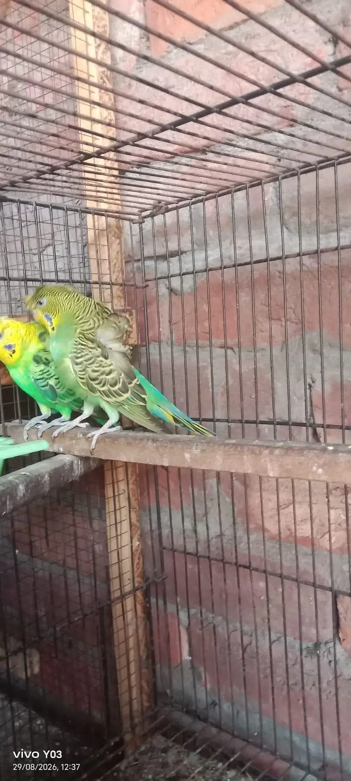 Hogoromo parrot For Sale — photo 2