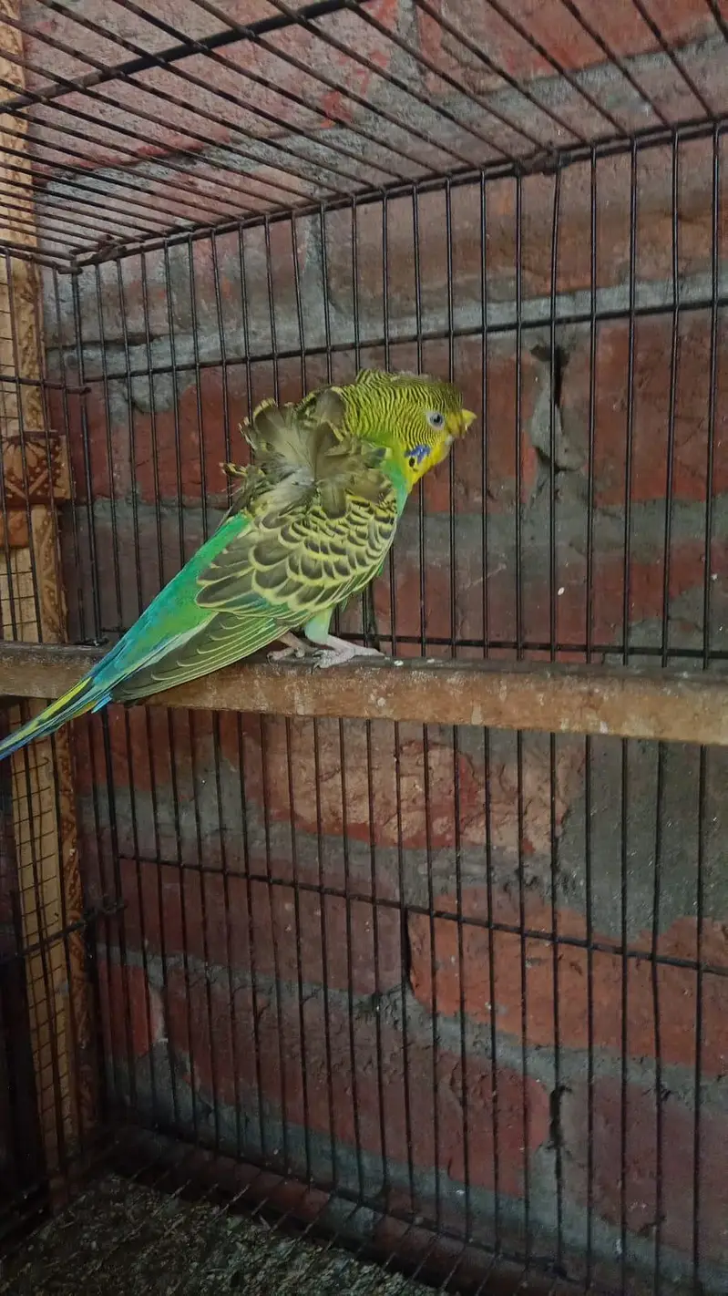 Hogoromo parrot For Sale — photo 3