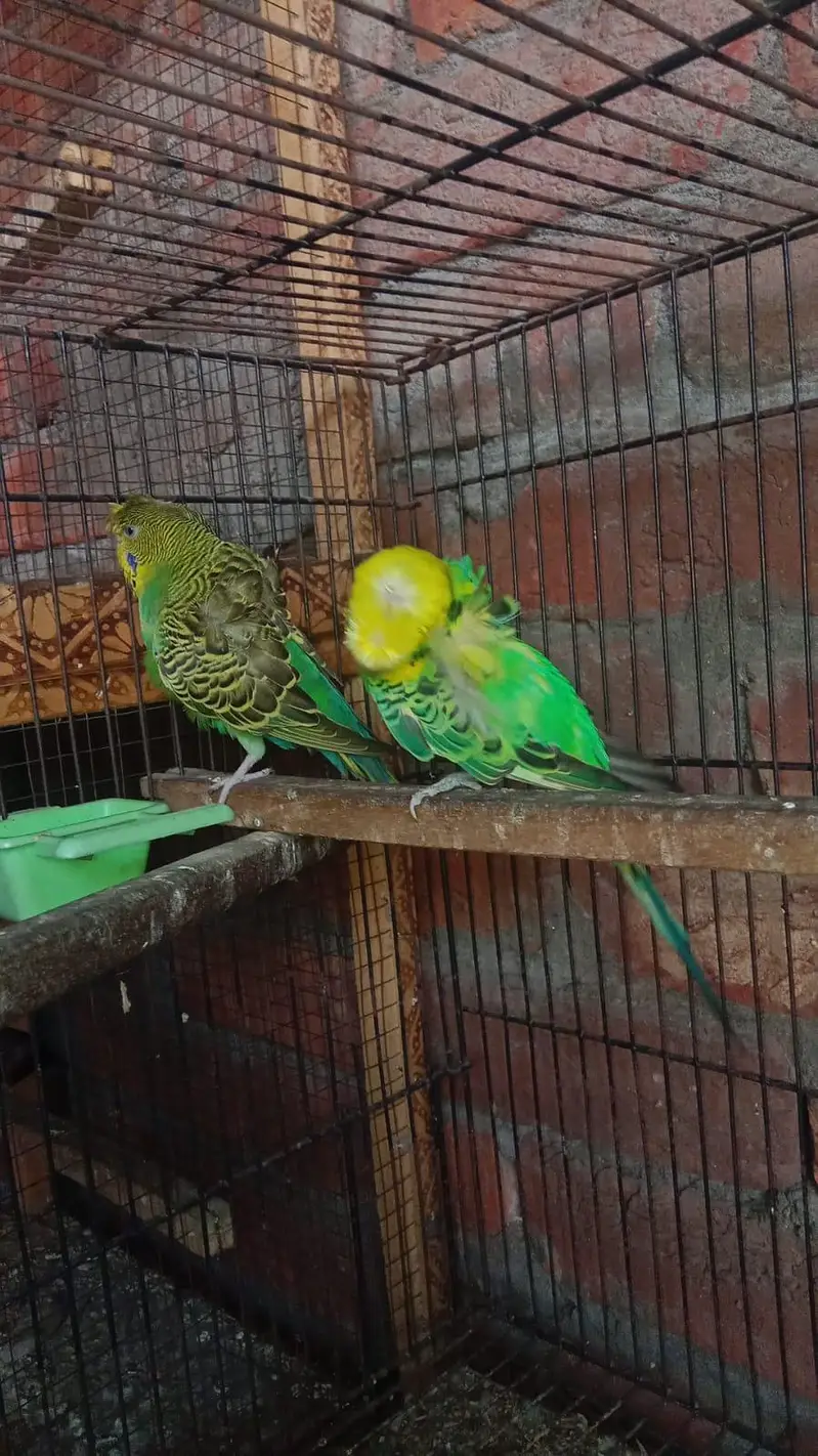Hogoromo parrot For Sale — photo 4