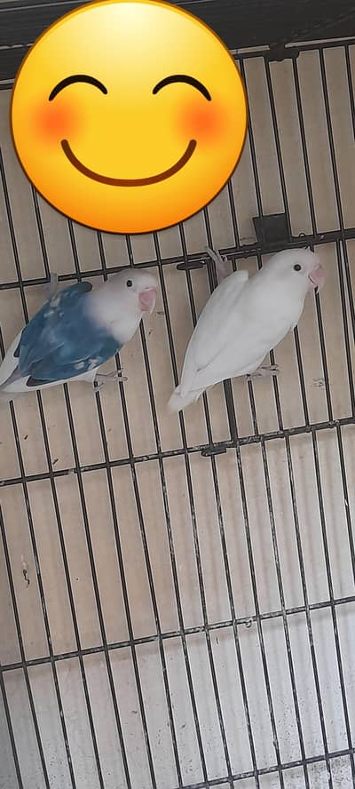 Breeder pair for sale Multan