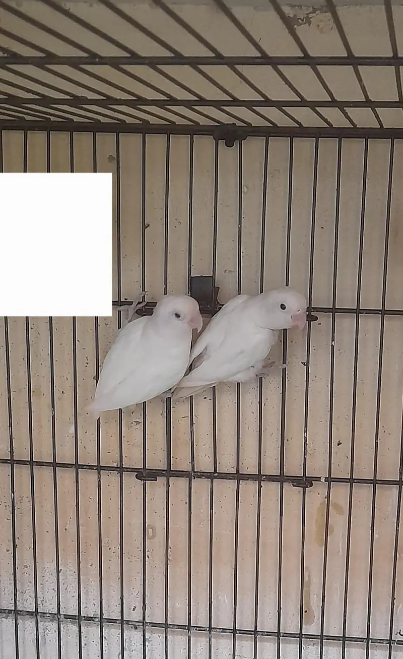 Breeder pair for sale Multan — photo 2