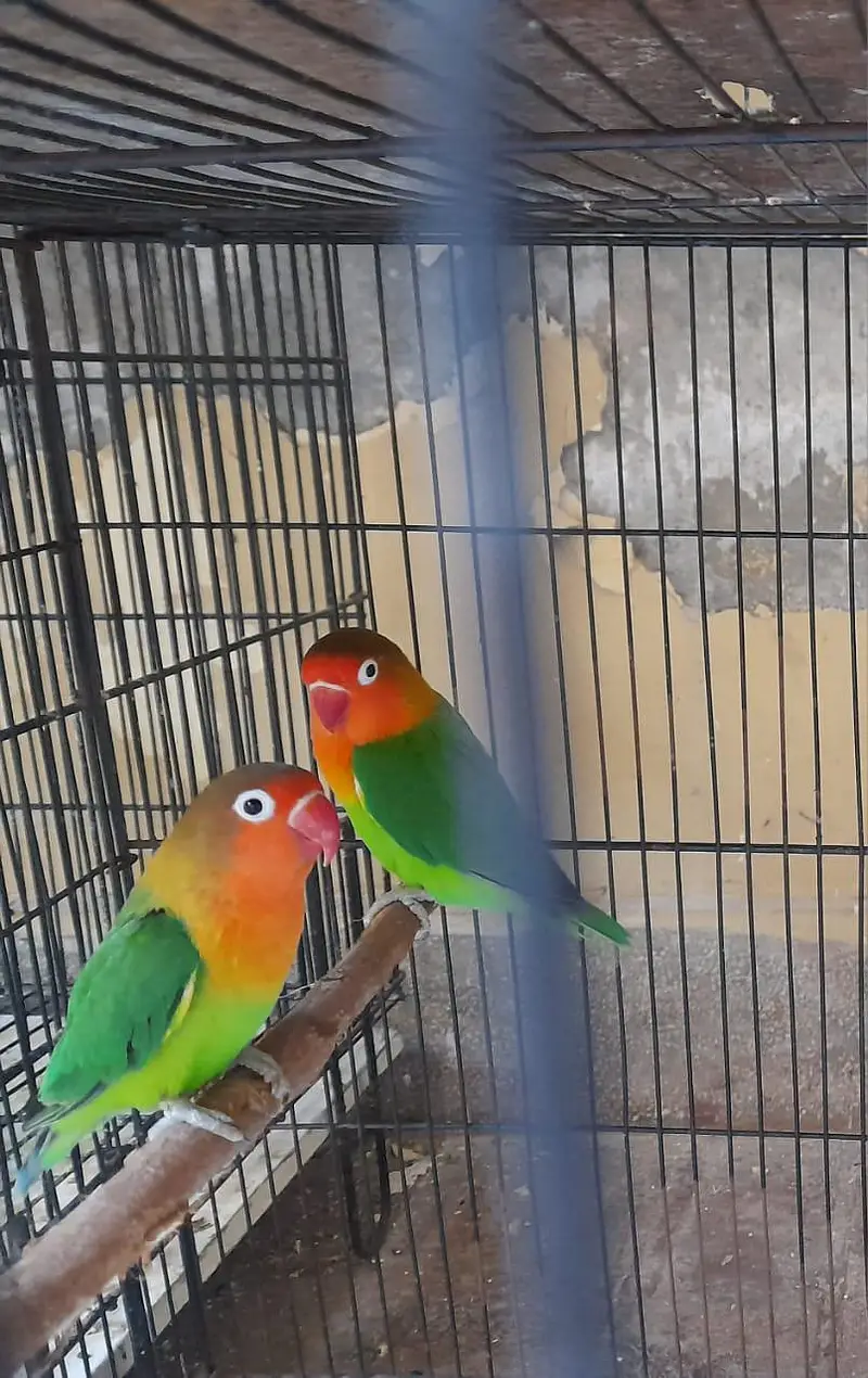 Breeder pair for sale Multan — photo 3