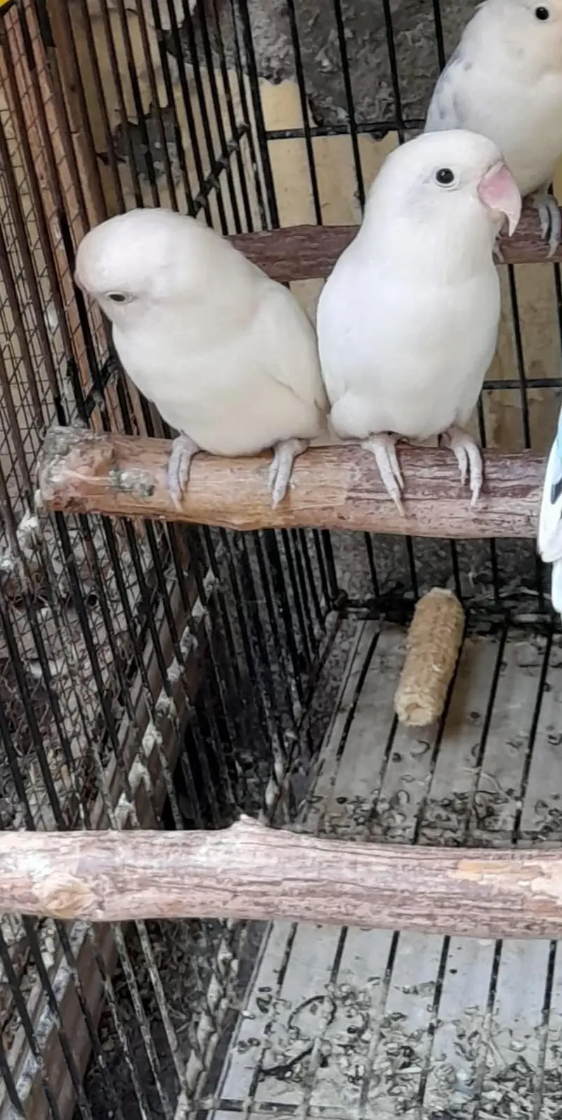 Breeder pair for sale Multan — photo 4