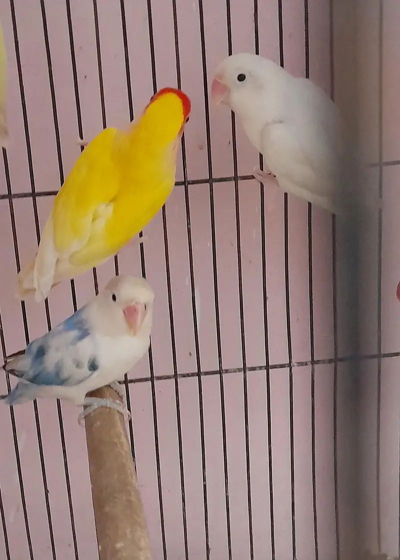 Breeder pair for sale Multan — photo 5