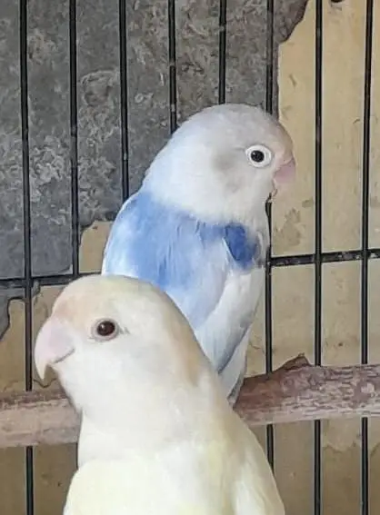 Breeder pair for sale Multan — photo 6