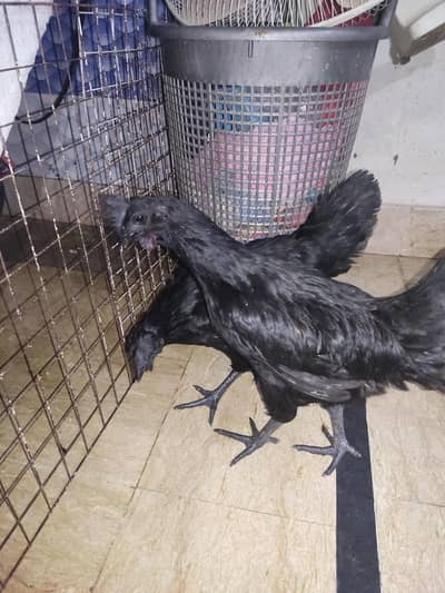 ayam cemani