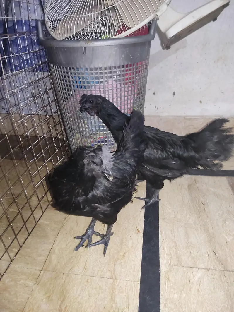 ayam cemani — photo 2
