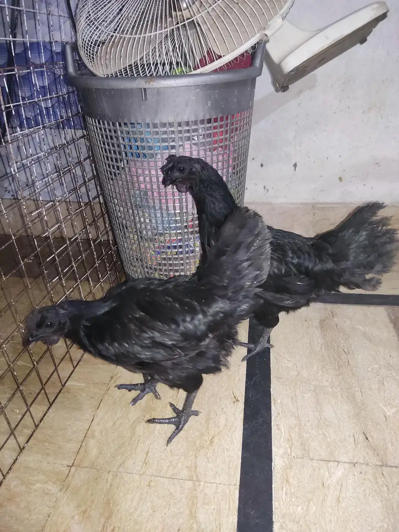 ayam cemani — photo 3