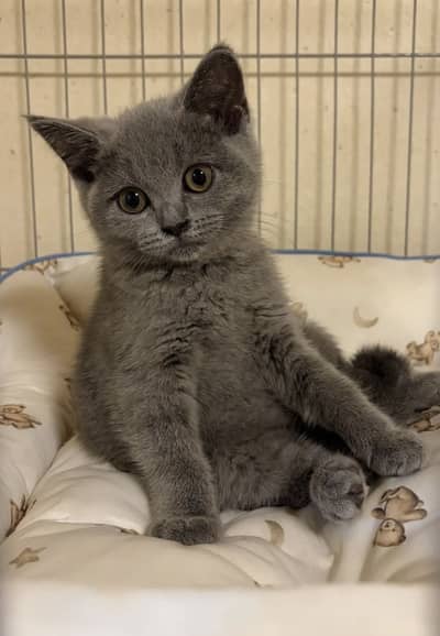 Grey Persian/British Shorthair kitten