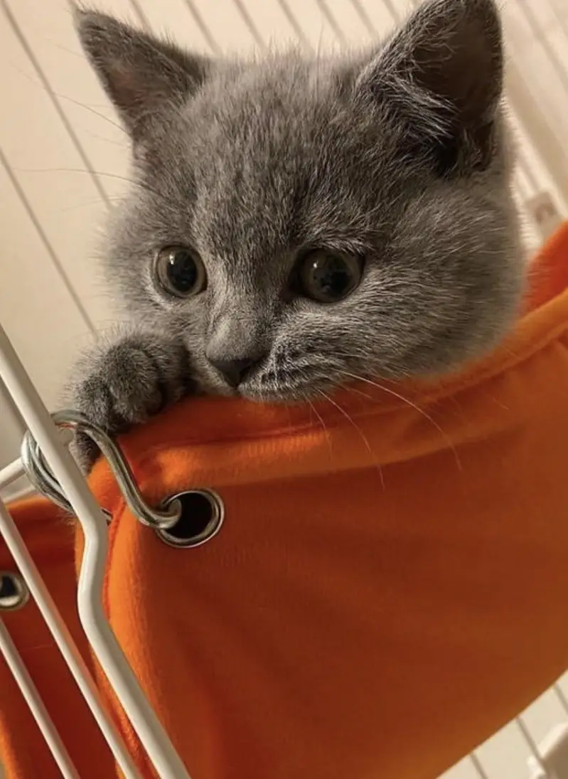Grey Persian/British Shorthair kitten — photo 2