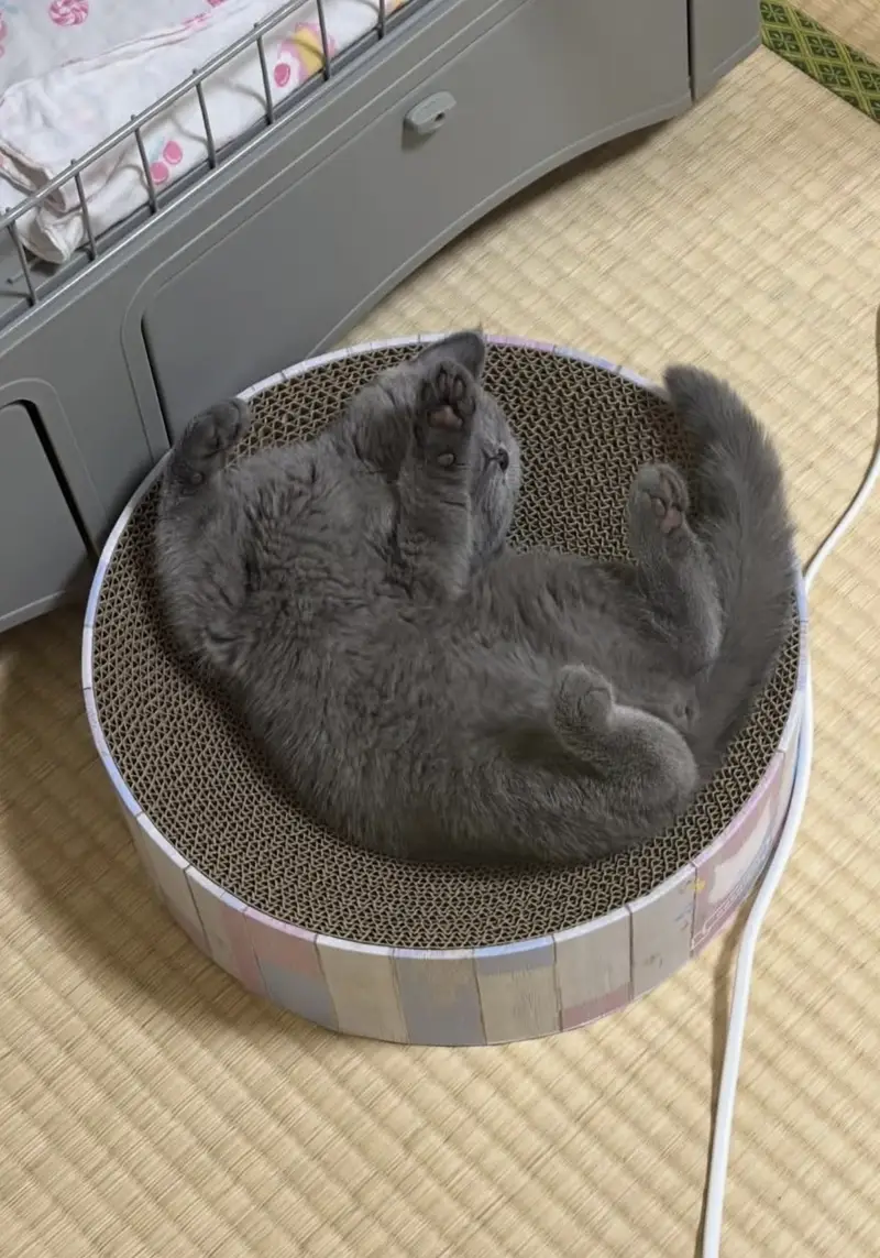 Grey Persian/British Shorthair kitten — photo 3