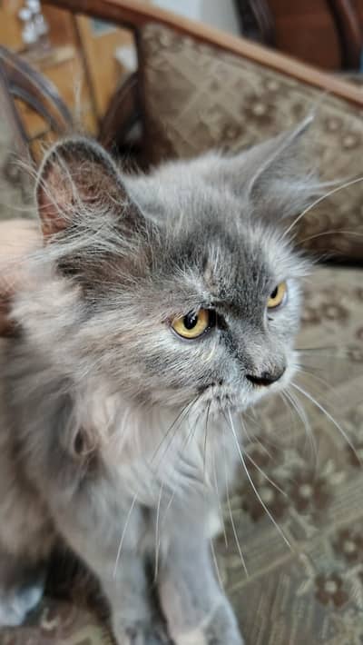 Persian cat for sale