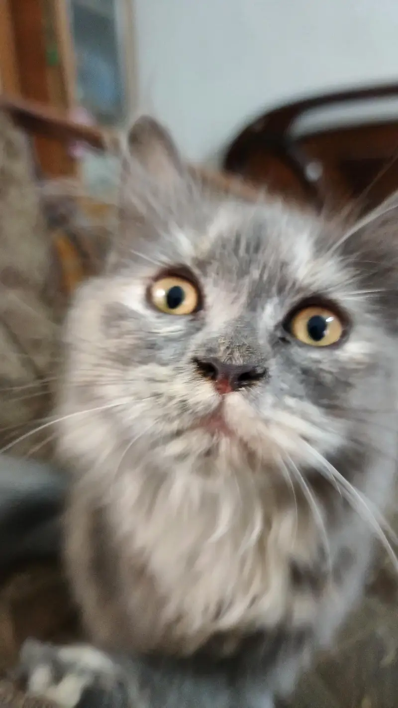 Persian cat for sale — photo 2