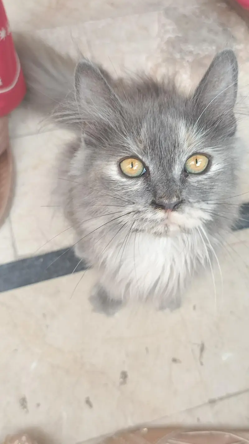 Persian cat for sale — photo 3