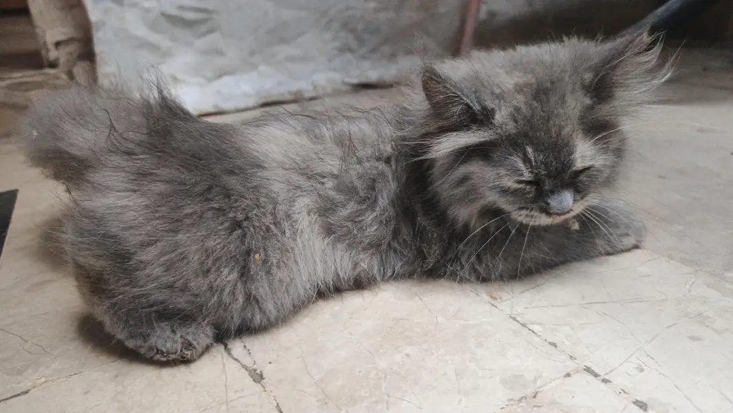 Persian cat for sale — photo 4