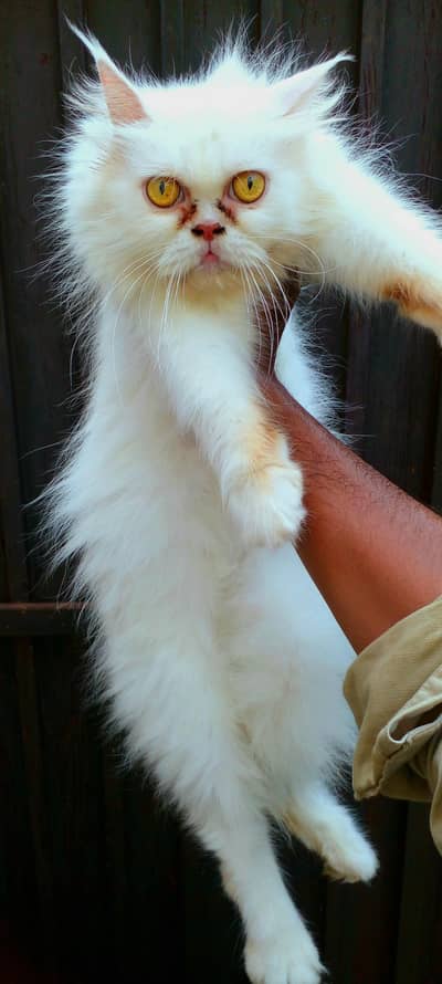 punch doll face brder female with kitten