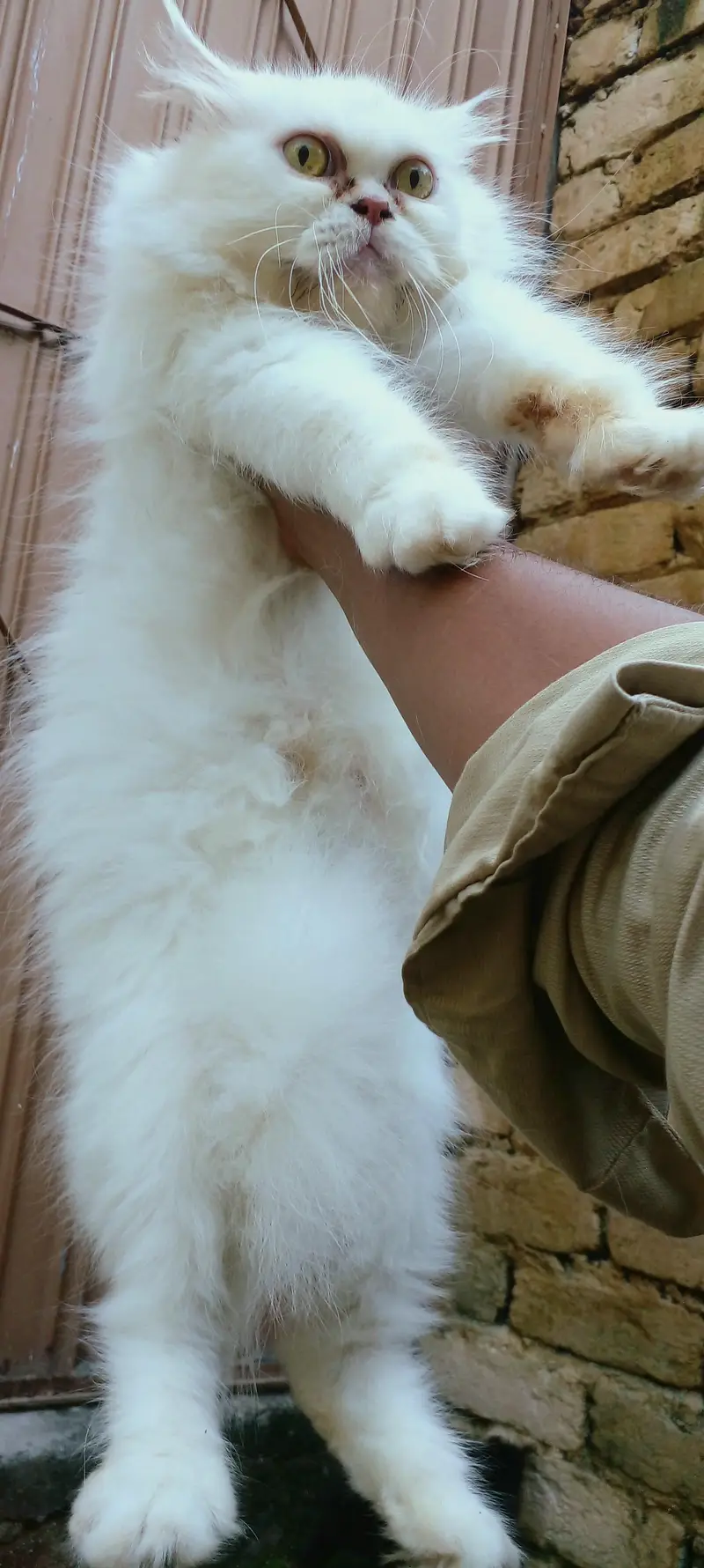 punch doll face brder female with kitten — photo 3