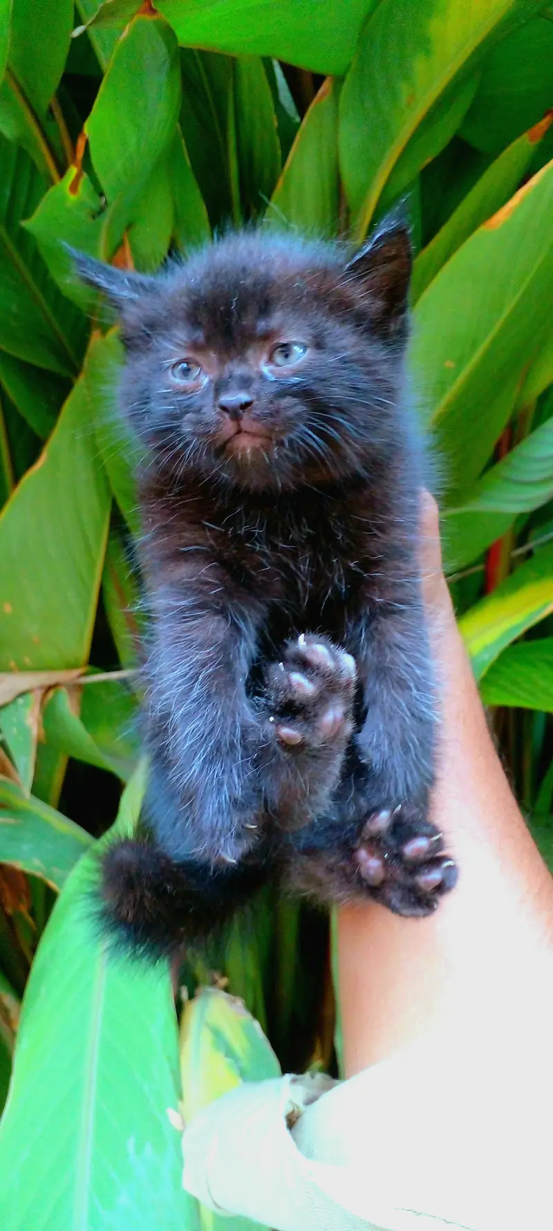 punch doll face brder female with kitten — photo 4