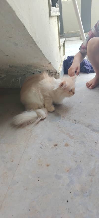 Persian triple coat
