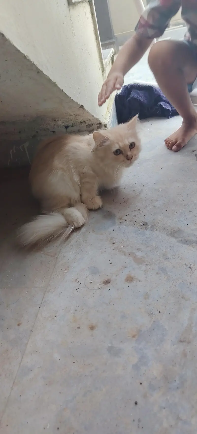 Persian triple coat — photo 2