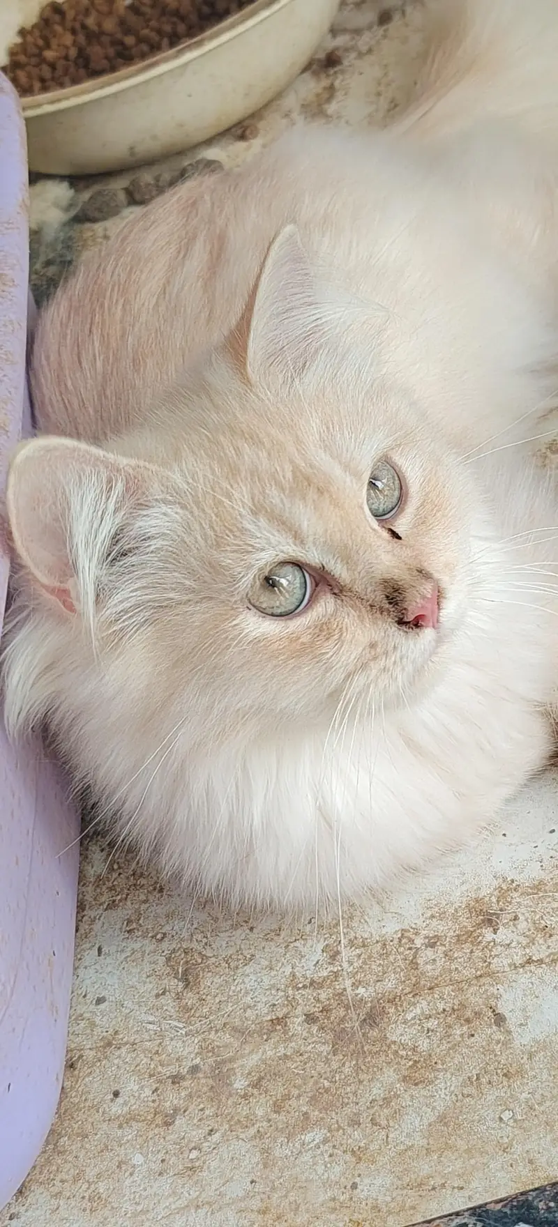 Persian triple coat — photo 4