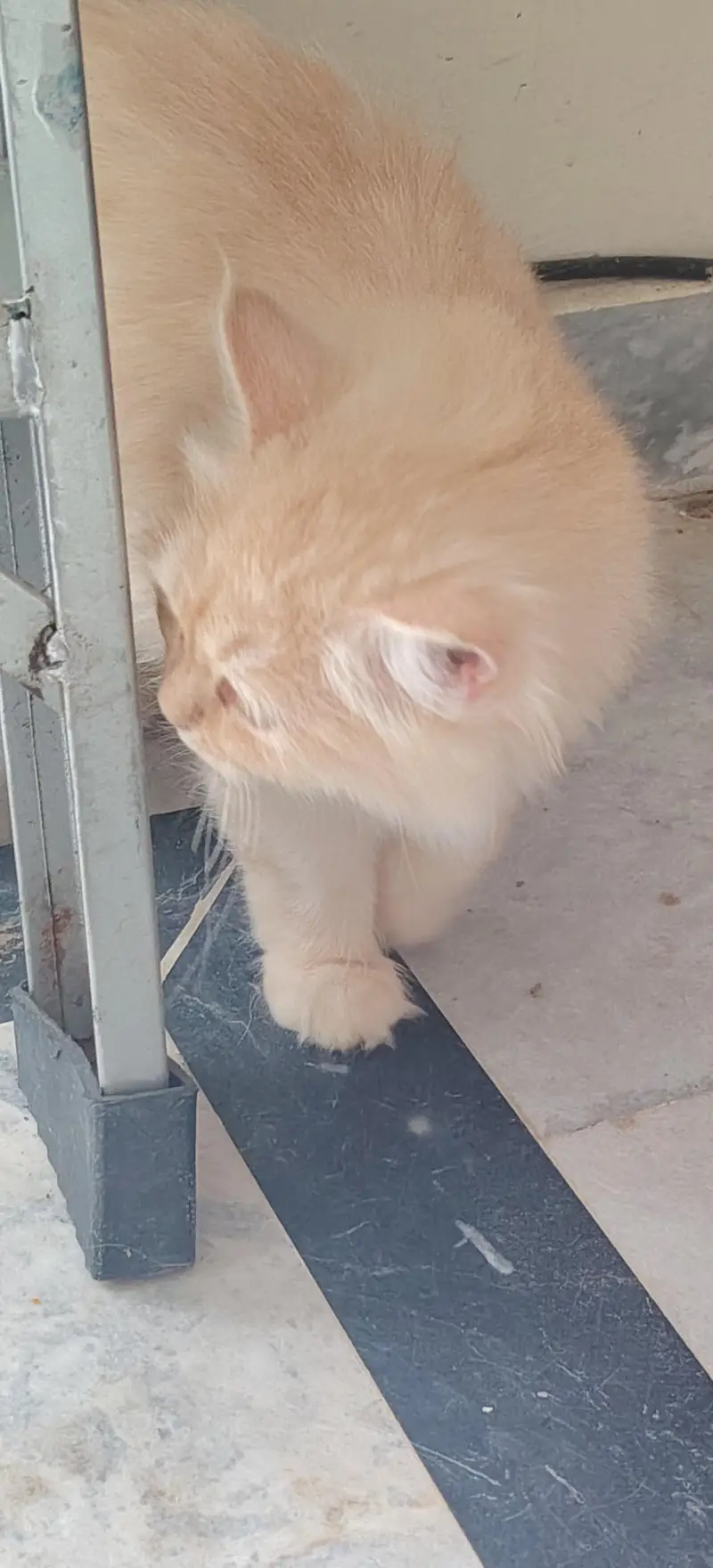 Persian triple coat — photo 5