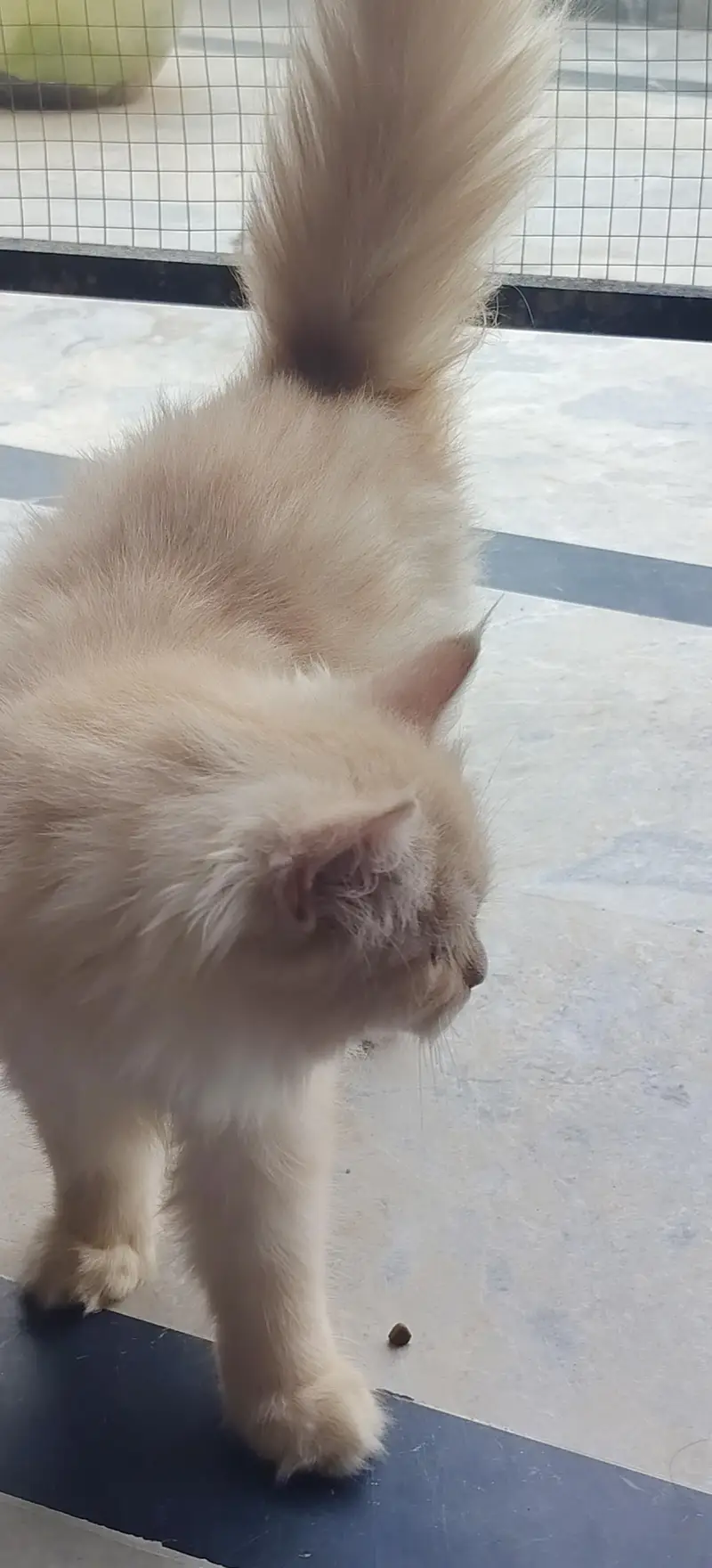 Persian triple coat — photo 7