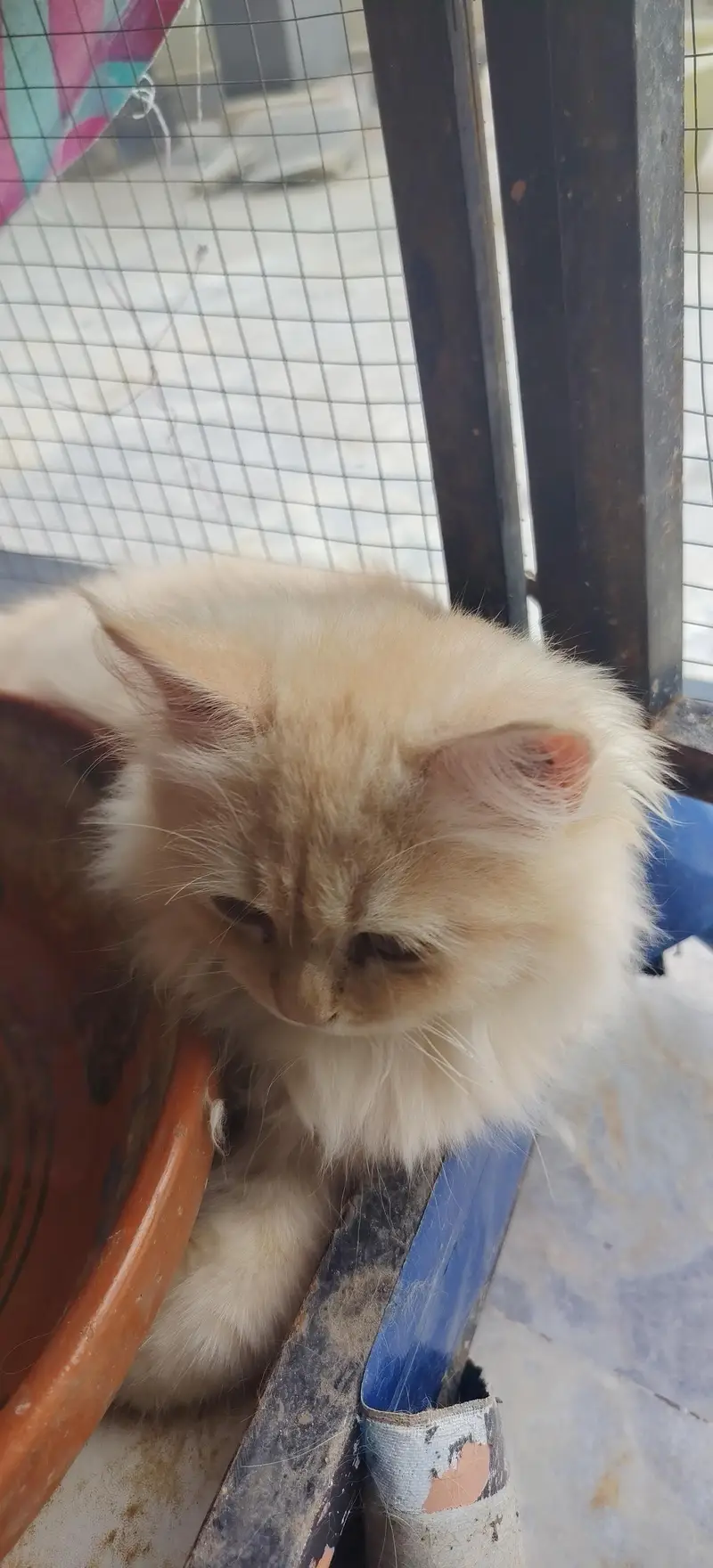 Persian triple coat — photo 8
