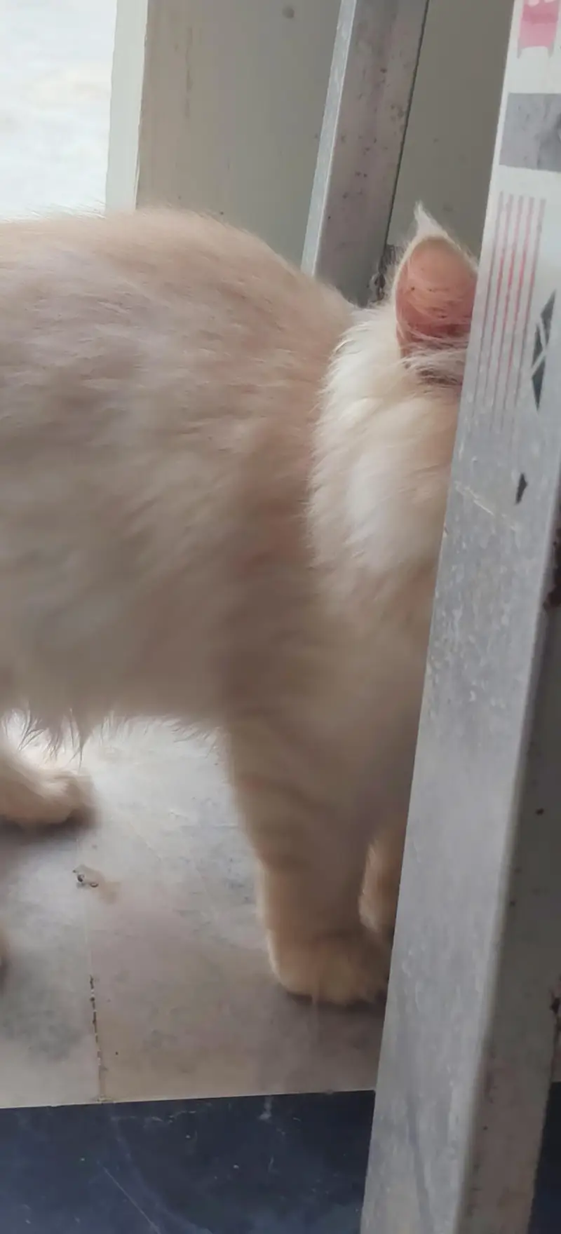 Persian triple coat — photo 9