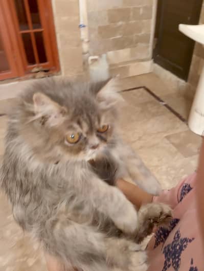 Exotic Persian
