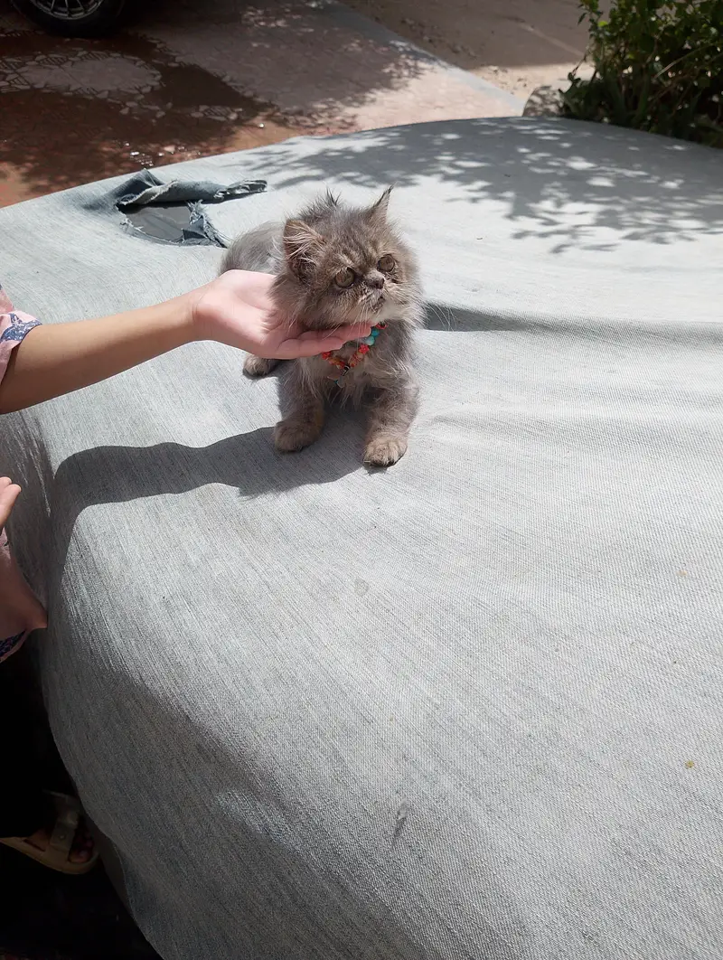 Exotic Persian — photo 2