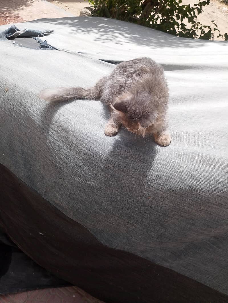 Exotic Persian 2