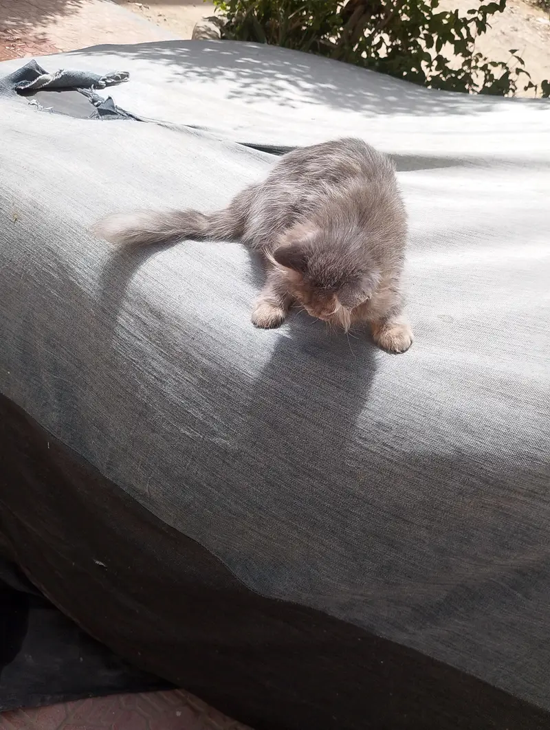 Exotic Persian — photo 3