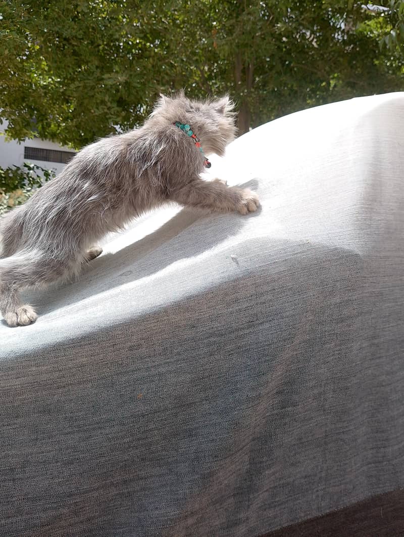 Exotic Persian 3
