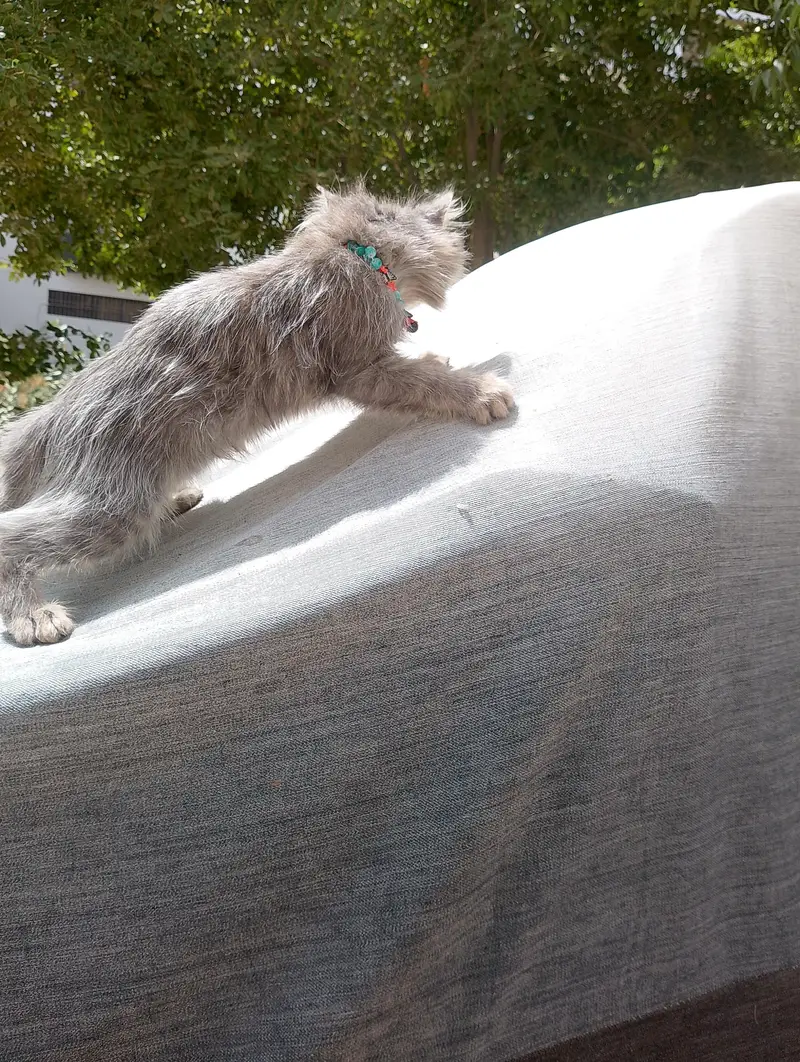 Exotic Persian — photo 4