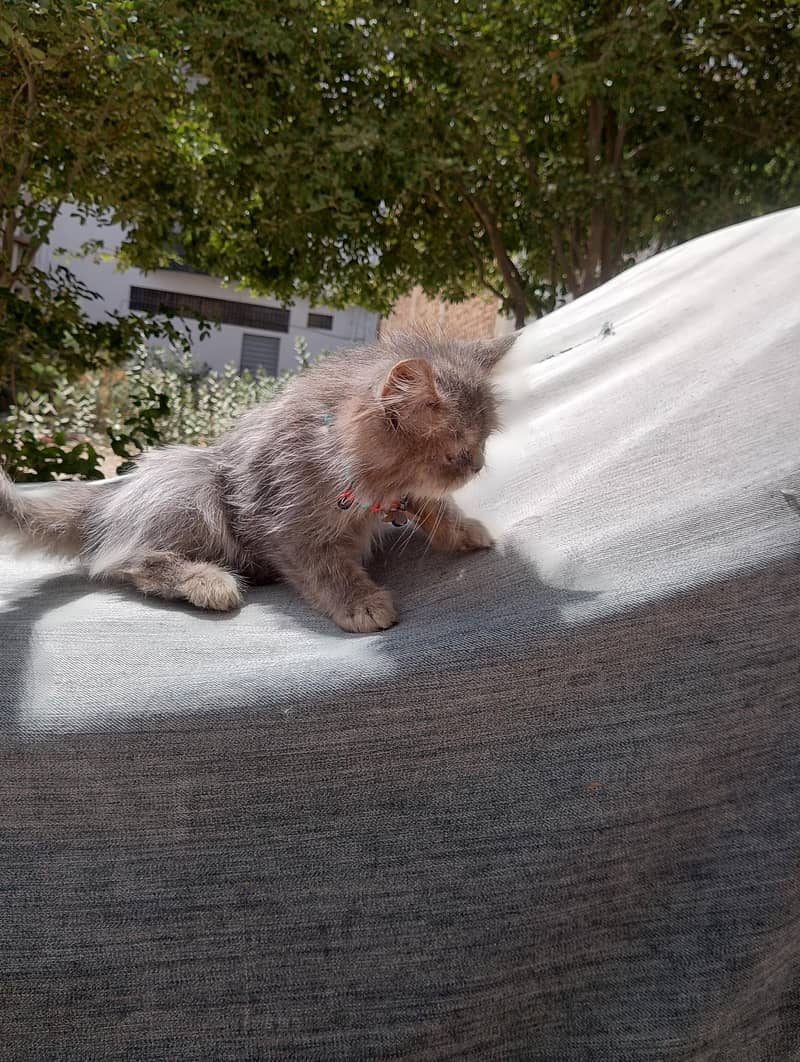 Exotic Persian 4
