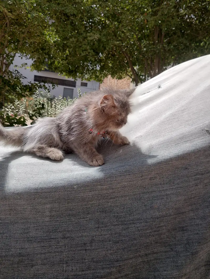 Exotic Persian — photo 5